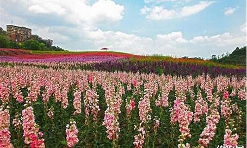 泸州花田酒地天气预报_泸州花田酒地营业时间